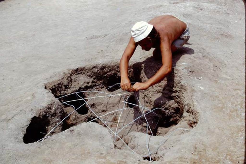 Oplontis, 1975. Reinforcing the root cavity with wire, before filling with cement. Photo by Stanley A. Jashemski.   
Source: The Wilhelmina and Stanley A. Jashemski archive in the University of Maryland Library, Special Collections (See collection page) and made available under the Creative Commons Attribution-Non Commercial License v.4. See Licence and use details. J75f0235