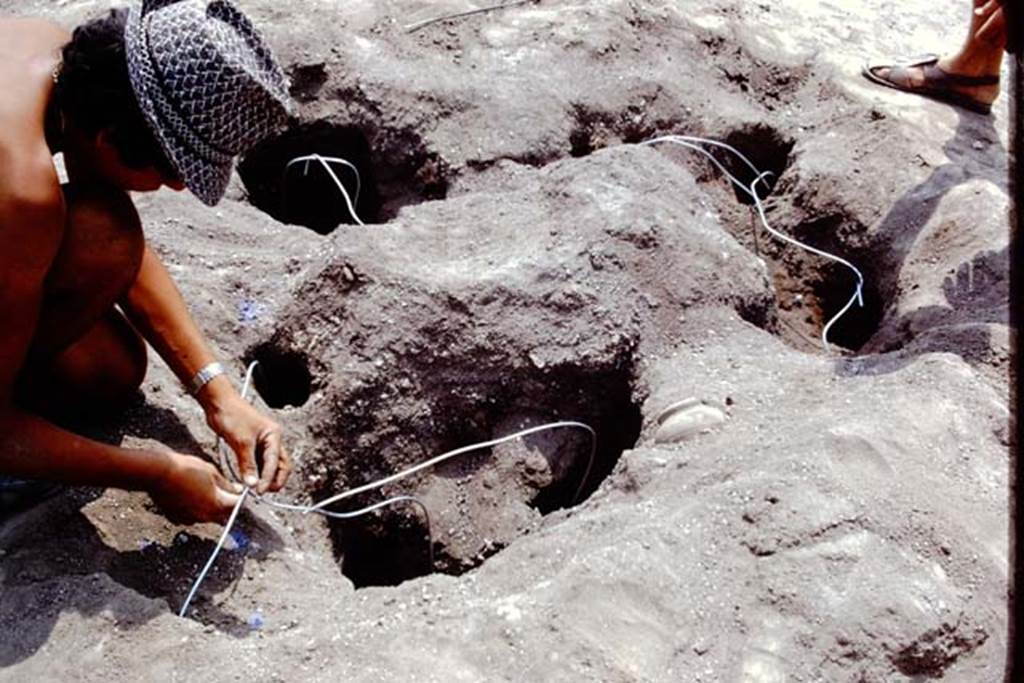 Oplontis, 1975. Reinforcing the root cavity with wire.  Photo by Stanley A. Jashemski.   
Source: The Wilhelmina and Stanley A. Jashemski archive in the University of Maryland Library, Special Collections (See collection page) and made available under the Creative Commons Attribution-Non Commercial License v.4. See Licence and use details. J75f0237