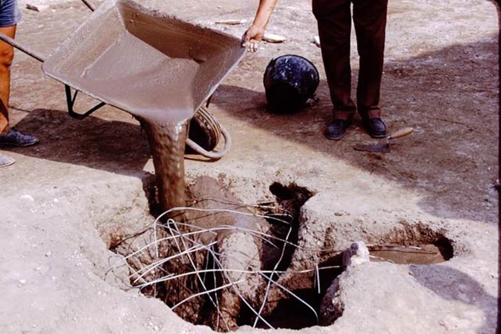 Oplontis, 1975. Filling the large tree-root cavities. Photo by Stanley A. Jashemski.   
Source: The Wilhelmina and Stanley A. Jashemski archive in the University of Maryland Library, Special Collections (See collection page) and made available under the Creative Commons Attribution-Non Commercial License v.4. See Licence and use details. J75f0277