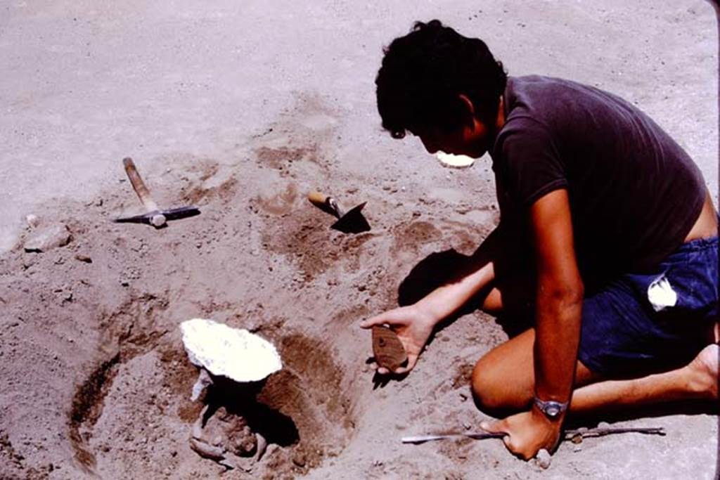 Oplontis, 1975. Buried terracotta pot containing root. Photo by Stanley A. Jashemski.   
Source: The Wilhelmina and Stanley A. Jashemski archive in the University of Maryland Library, Special Collections (See collection page) and made available under the Creative Commons Attribution-Non Commercial License v.4. See Licence and use details. J75f0492