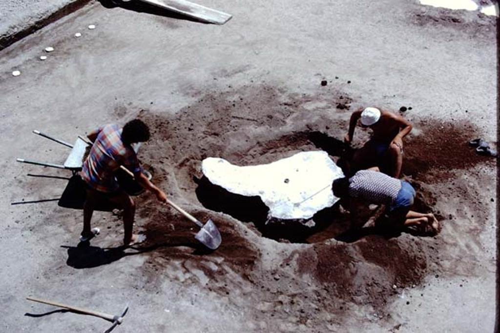 Oplontis, 1975. Digging out around the tree-root cavity. Photo by Stanley A. Jashemski.   
Source: The Wilhelmina and Stanley A. Jashemski archive in the University of Maryland Library, Special Collections (See collection page) and made available under the Creative Commons Attribution-Non Commercial License v.4. See Licence and use details. J75f0424