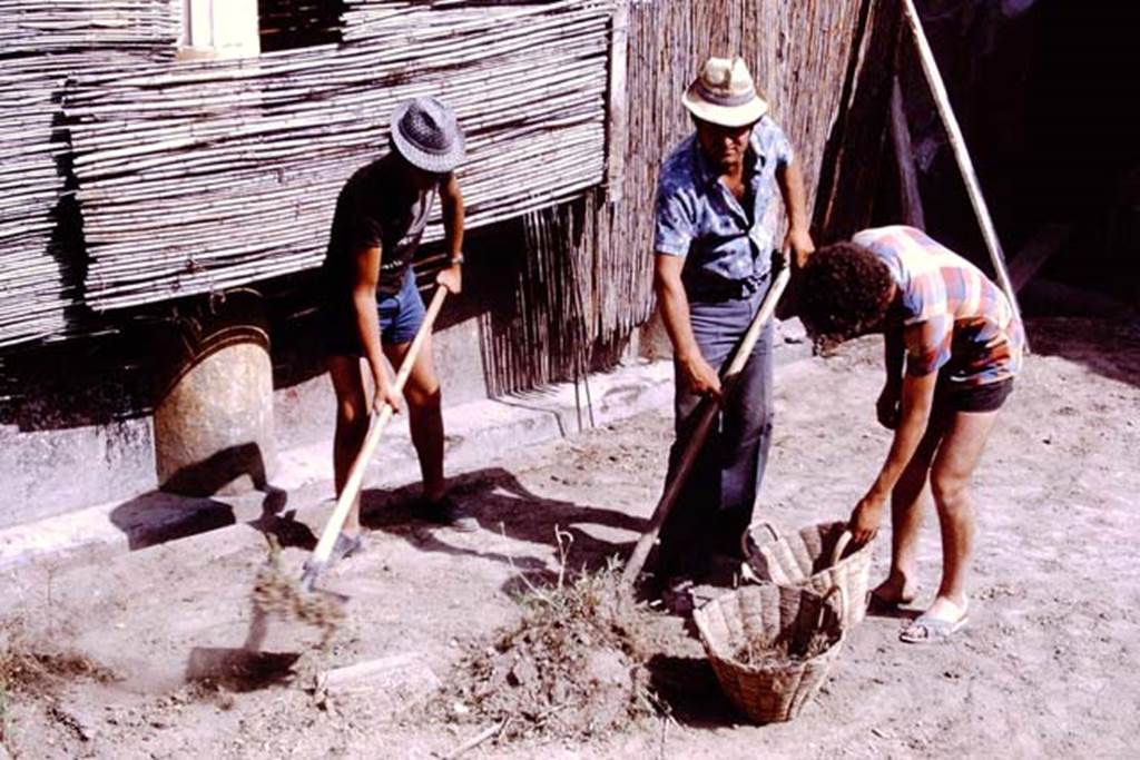 Oplontis, 1975. Area 20, clearing ready for the search for too cavities. Photo by Stanley A. Jashemski.   
Source: The Wilhelmina and Stanley A. Jashemski archive in the University of Maryland Library, Special Collections (See collection page) and made available under the Creative Commons Attribution-Non Commercial License v.4. See Licence and use details. J75f0052