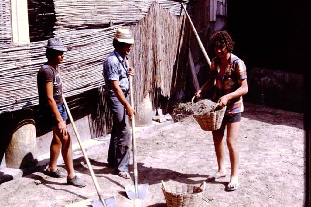 Oplontis, 1975. Area 20, using the baskets the way their ancestors would have done ! Photo by Stanley A. Jashemski.   
Source: The Wilhelmina and Stanley A. Jashemski archive in the University of Maryland Library, Special Collections (See collection page) and made available under the Creative Commons Attribution-Non Commercial License v.4. See Licence and use details. J75f0055