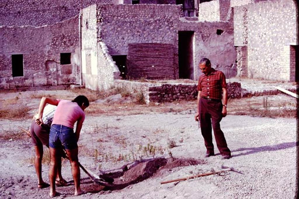 Oplontis, 1977. Area 56, looking south-west, starting to clear the remaining lapilli in the centre of the east side of the north garden. Photo by Stanley A. Jashemski.   
Source: The Wilhelmina and Stanley A. Jashemski archive in the University of Maryland Library, Special Collections (See collection page) and made available under the Creative Commons Attribution-Non Commercial License v.4. See Licence and use details. J77f0105