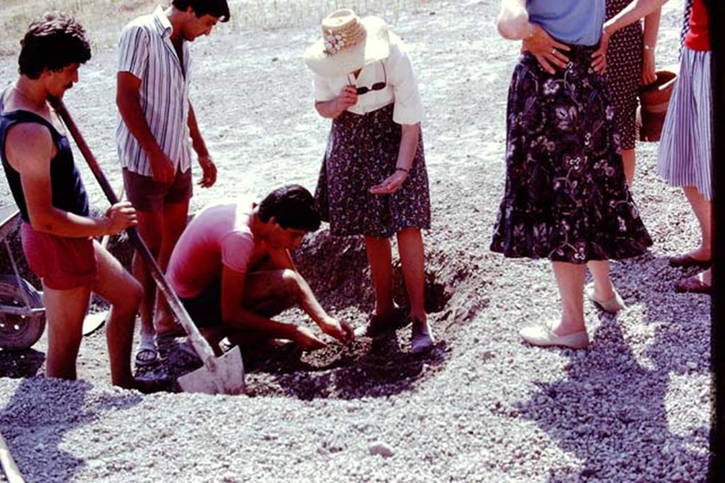 Oplontis, 1977. Discovery in the laplili. Photo by Stanley A. Jashemski.   
Source: The Wilhelmina and Stanley A. Jashemski archive in the University of Maryland Library, Special Collections (See collection page) and made available under the Creative Commons Attribution-Non Commercial License v.4. See Licence and use details. J77f0109