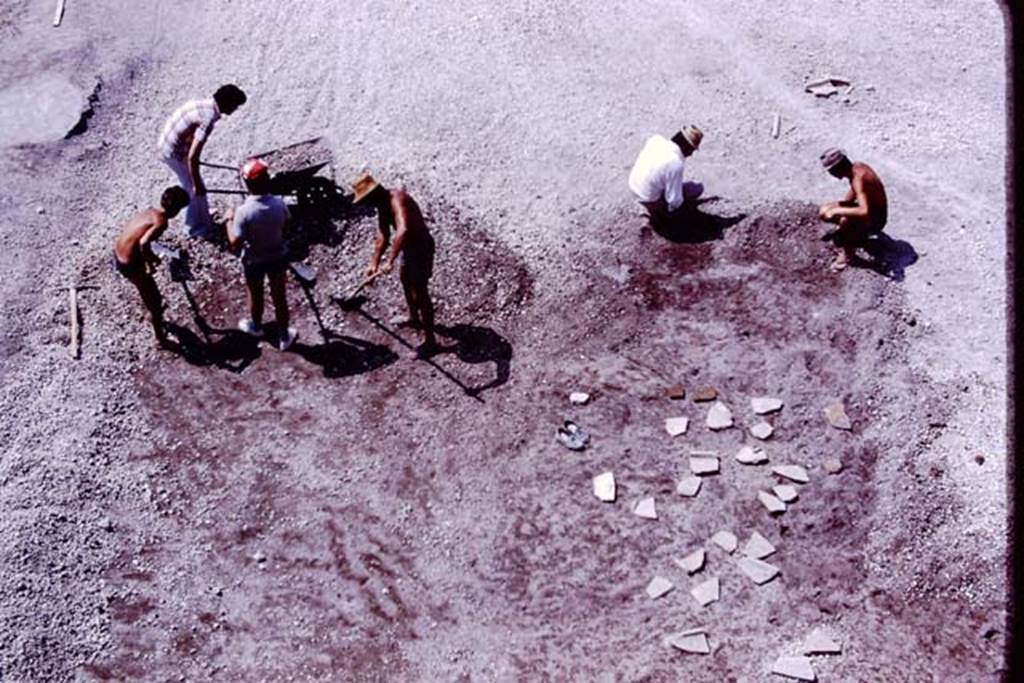 Oplontis, 1977. Root-cavities covered by stones/slabs at north end of north garden. Photo by Stanley A. Jashemski.   
Source: The Wilhelmina and Stanley A. Jashemski archive in the University of Maryland Library, Special Collections (See collection page) and made available under the Creative Commons Attribution-Non Commercial License v.4. See Licence and use details. J77f0180
According to Wilhelmina – “In addition to the large group of cavities at the east corner of the east portico, and the one farther east near to where we had found the portrait head, this summer we found to the north, a third group of much better preserved root cavities. Upon closer examination, they appeared to be the cavities of a dense thicket of twenty to twenty-five oleanders, between seventy to one hundred years old.”
See Jashemski, W.F., 2014. Discovering the Gardens of Pompeii: Memoirs of a Garden Archaeologist, (p.254)