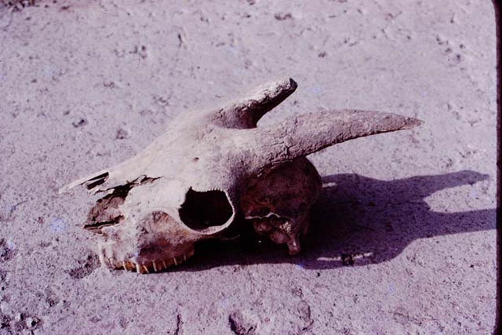 Oplontis, 1977. A goat’s skull (above), and one of a dog,  were found near the large tree-root cavities. Photo by Stanley A. Jashemski.   
Source: The Wilhelmina and Stanley A. Jashemski archive in the University of Maryland Library, Special Collections (See collection page) and made available under the Creative Commons Attribution-Non Commercial License v.4. See Licence and use details. J77f0234