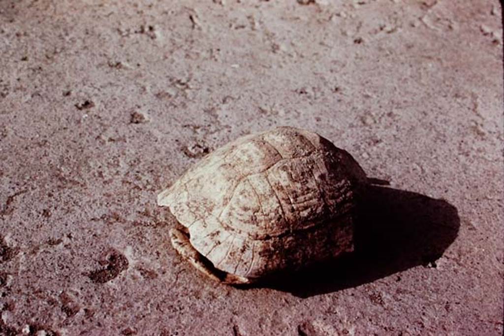 Oplontis, 1977. Shell of turtle, found near the large-tree root cavities in the north garden. Photo by Stanley A. Jashemski.   
Source: The Wilhelmina and Stanley A. Jashemski archive in the University of Maryland Library, Special Collections (See collection page) and made available under the Creative Commons Attribution-Non Commercial License v.4. See Licence and use details. J77f0235