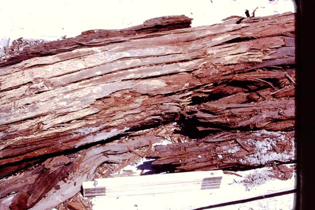Oplontis, 1977. Tree-branch found in the lapilli. Photo by Stanley A. Jashemski.   
Source: The Wilhelmina and Stanley A. Jashemski archive in the University of Maryland Library, Special Collections (See collection page) and made available under the Creative Commons Attribution-Non Commercial License v.4. See Licence and use details. J77f0331