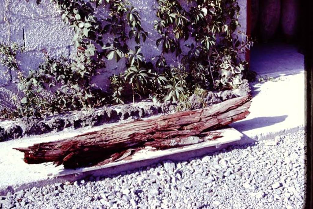 Oplontis. 1977. Branch of tree discovered in the lapilli. Photo by Stanley A. Jashemski.   
Source: The Wilhelmina and Stanley A. Jashemski archive in the University of Maryland Library, Special Collections (See collection page) and made available under the Creative Commons Attribution-Non Commercial License v.4. See Licence and use details. J77f0400
According to Wilhelmina: “Most spectacular was the large branch (about six feet long) of a tree found in the volcanic fill, at a height of about eight feet, at the north edge of our excavations. It had the appearance of fresh wood, and hopefully could be easily identified, but it was found that the cellular structure had been almost entirely destroyed. Fortunately a few cells were preserved, and it was discovered the large tree was an olive.  The cavities left by the spreading branches of the huge tree, which grew in the still unexcavated part of the garden (as well as the branches of other large trees, which may have been part of a row of olives) could be seen in the volcanic fill.
See Jashemski, W.F., 2014. Discovering the Gardens of Pompeii: Memoirs of a Garden Archaeologist, (p.255)