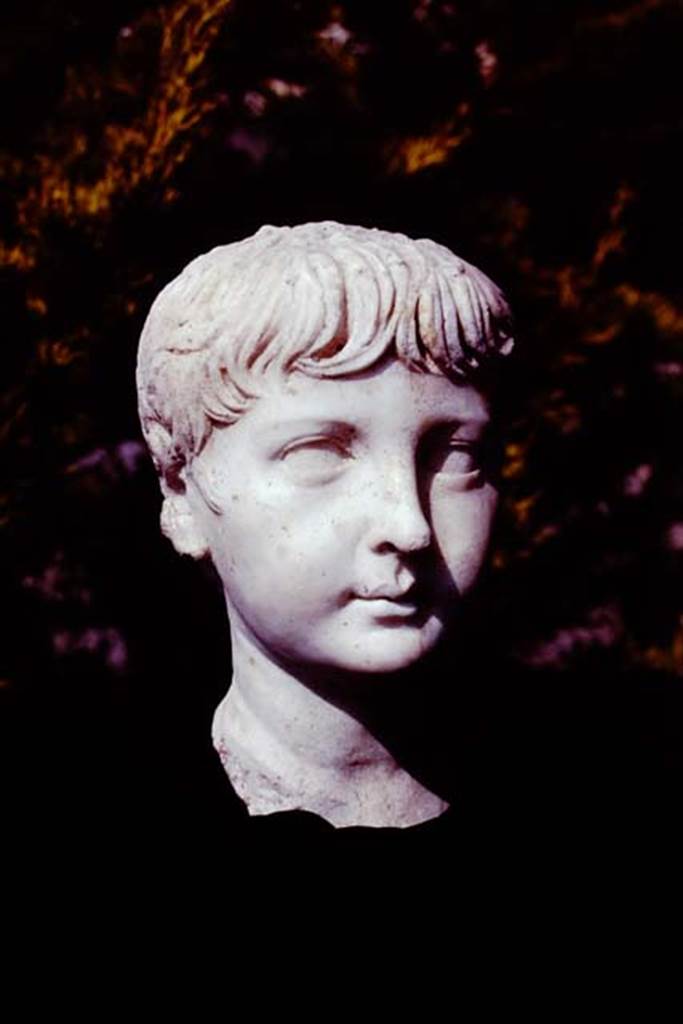 Oplontis, 1978. Marble head of boy, found along the passageway. Photo by Stanley A. Jashemski.   
Source: The Wilhelmina and Stanley A. Jashemski archive in the University of Maryland Library, Special Collections (See collection page) and made available under the Creative Commons Attribution-Non Commercial License v.4. See Licence and use details. J78f0471