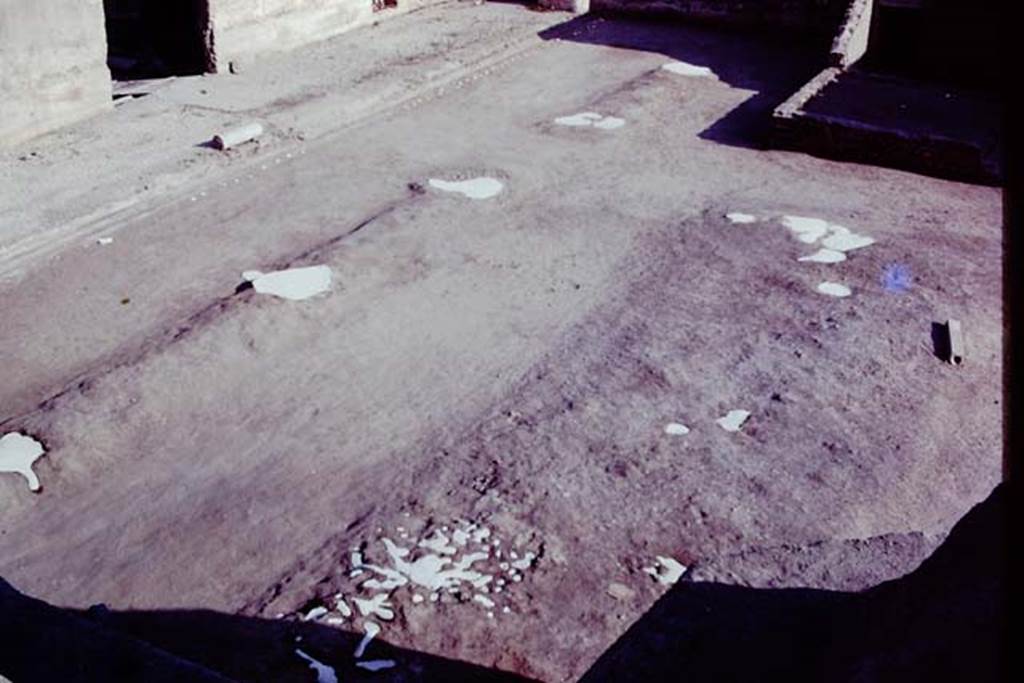 Oplontis, 1977. North garden, looking south-east across garden area. The large clump of cavities, probably small trees or shrubs, possibly oleanders, can be seen in the lower centre.  Across the centre is the filled white painted line of five root cavities belonging to five large trees. In the top left, along the edge of the portico, is a row of smaller root cavities, later identified as daisy chrysanthemums. Photo by Stanley A. Jashemski.   
Source: The Wilhelmina and Stanley A. Jashemski archive in the University of Maryland Library, Special Collections (See collection page) and made available under the Creative Commons Attribution-Non Commercial License v.4. See Licence and use details. J77f0449
