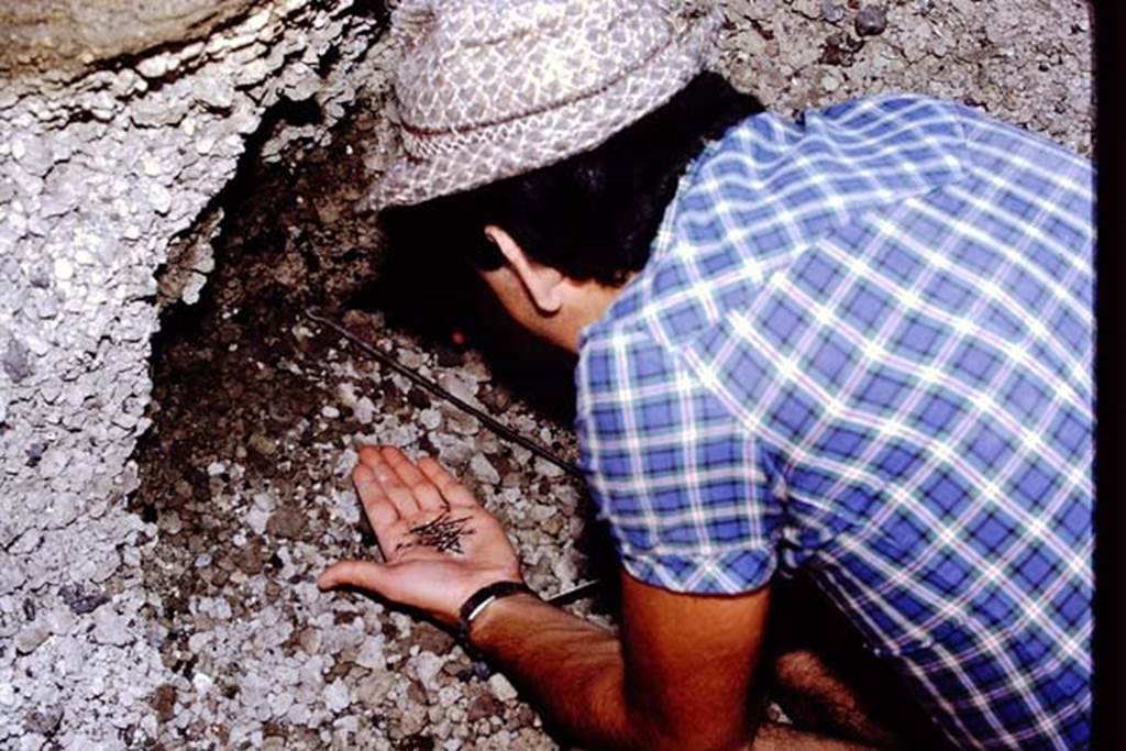 Oplontis, 1978. Small finds in the lapilli. Photo by Stanley A. Jashemski.   
Source: The Wilhelmina and Stanley A. Jashemski archive in the University of Maryland Library, Special Collections (See collection page) and made available under the Creative Commons Attribution-Non Commercial License v.4. See Licence and use details. J78f0289