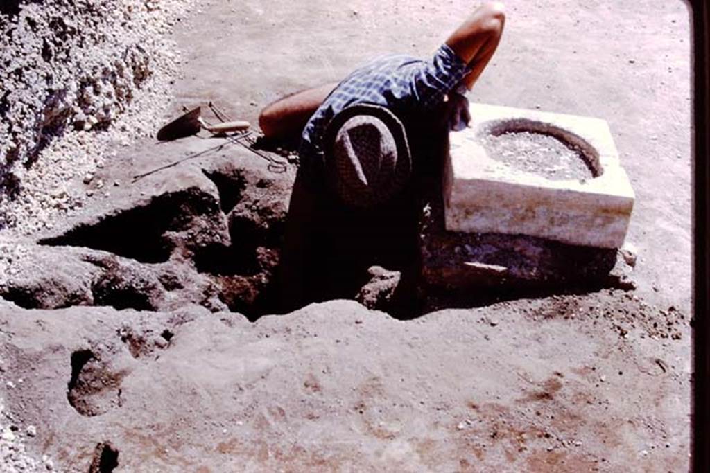 Oplontis, 1978. Digging out a root cavity found behind a statue base. Photo by Stanley A. Jashemski.   
Source: The Wilhelmina and Stanley A. Jashemski archive in the University of Maryland Library, Special Collections (See collection page) and made available under the Creative Commons Attribution-Non Commercial License v.4. See Licence and use details. J78f0301
According to Wilhelmina, “We were delighted to find root cavities behind each statue base. Those behind statue base one, two, four and five, counting from the south were of large trees. Behind statue base VI, the root cavity was identified as an oleander.”
See Jashemski, W.F., 2014. Discovering the Gardens of Pompeii: Memoirs of a Garden Archaeologist, (p.266).