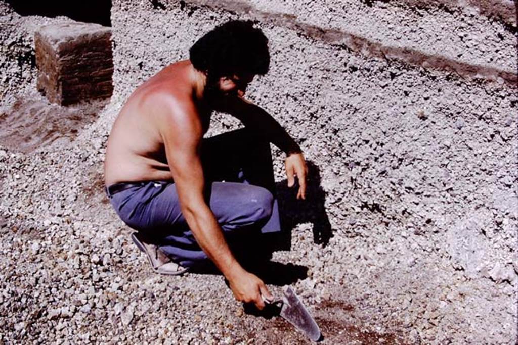 Oplontis, 1978. Finding another root cavity, at the rear statue base VII still in the lapilli. Photo by Stanley A. Jashemski.   
Source: The Wilhelmina and Stanley A. Jashemski archive in the University of Maryland Library, Special Collections (See collection page) and made available under the Creative Commons Attribution-Non Commercial License v.4. See Licence and use details. J78f0319