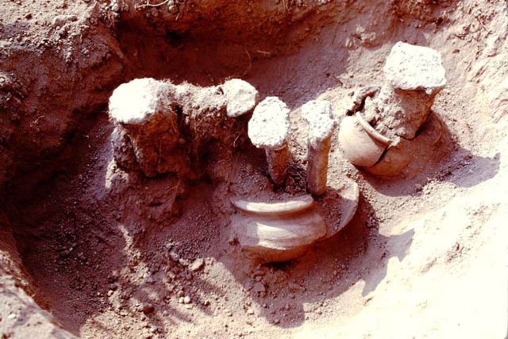 Oplontis, 1978. Filled root cavities growing in buried pots. Photo by Stanley A. Jashemski.   
Source: The Wilhelmina and Stanley A. Jashemski archive in the University of Maryland Library, Special Collections (See collection page) and made available under the Creative Commons Attribution-Non Commercial License v.4. See Licence and use details. J78f0649