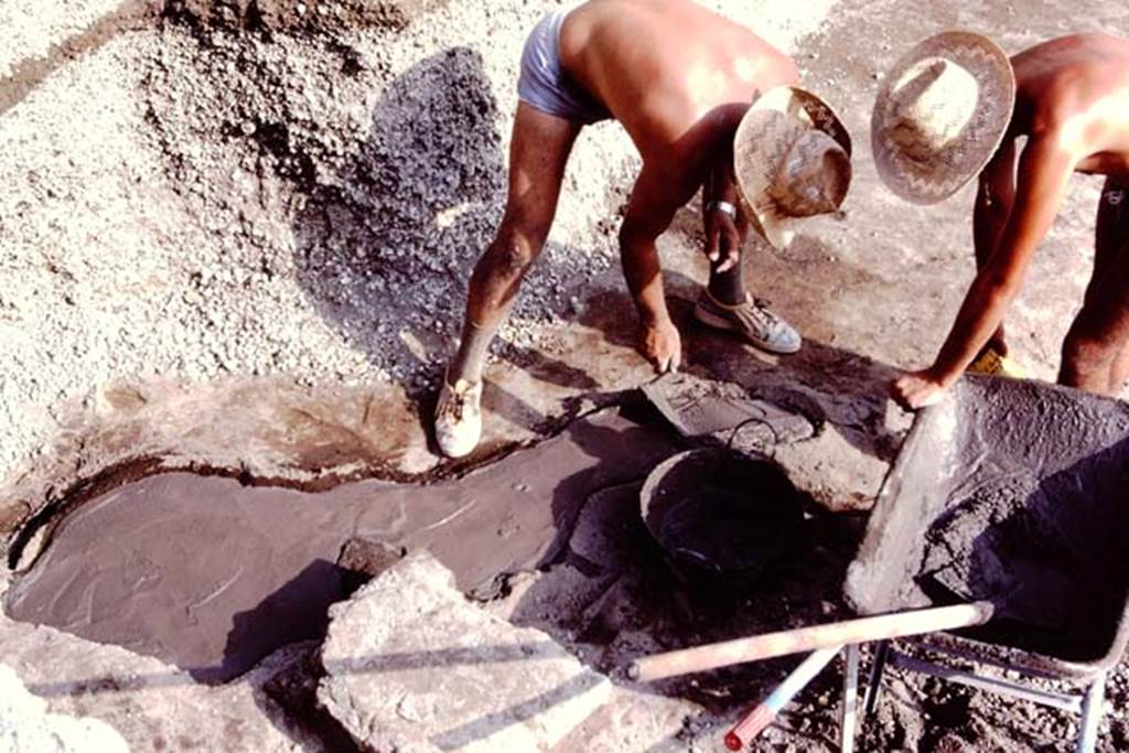 Oplontis, c.1984. Filling the root cavity XI, with cement. 
Source: The Wilhelmina and Stanley A. Jashemski archive in the University of Maryland Library, Special Collections (See collection page) and made available under the Creative Commons Attribution-Non Commercial License v.4. See Licence and use details. Oplo0263