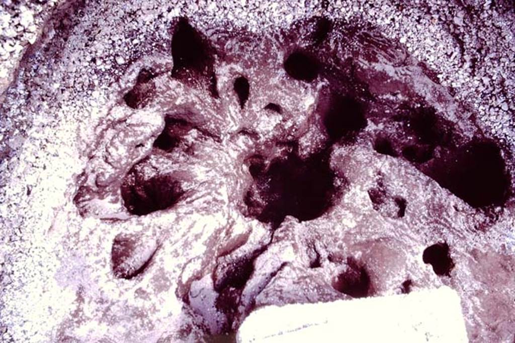 Oplontis, c.1984. Unfilled root-cavity of X.
Source: The Wilhelmina and Stanley A. Jashemski archive in the University of Maryland Library, Special Collections (See collection page) and made available under the Creative Commons Attribution-Non Commercial License v.4. See Licence and use details. Oplo0042