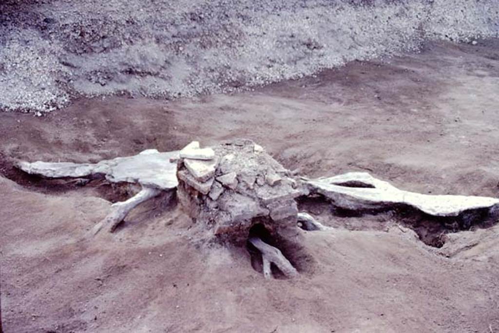 Oplontis, c.1984. Statue base II, and filled root cavity of a large tree. 
Source: The Wilhelmina and Stanley A. Jashemski archive in the University of Maryland Library, Special Collections (See collection page) and made available under the Creative Commons Attribution-Non Commercial License v.4. See Licence and use details. Oplo0046.