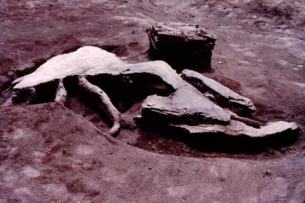 Oplontis, c.1984. Filled root cavity of a large tree, with statue base IV nearby.
Source: The Wilhelmina and Stanley A. Jashemski archive in the University of Maryland Library, Special Collections (See collection page) and made available under the Creative Commons Attribution-Non Commercial License v.4. See Licence and use details. Oplo0039
