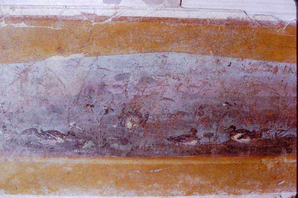Gragnano, Villa rustica in Località Carmiano, Villa A. 1970. Triclinium 1, east wall. 
Panel with painting of ducks in zoccolo below central painting of Bacchus and Ceres.
Photo by Stanley A. Jashemski. 
Source: The Wilhelmina and Stanley A. Jashemski archive in the University of Maryland Library, Special Collections (See collection page) and made available under the Creative Commons Attribution-Non Commercial License v.4. See Licence and use details.
J70f0624
Stabiae Antiquarium, inventory number 63687.