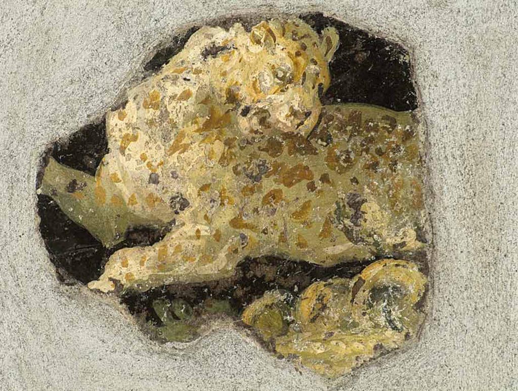 Stabiae, Secondo Complesso. Room 13, fresco of painted leopard/panther.
Antiquario Stabiano inventory number - 63870.
See Otium Ludens, curated by Guzzo, P, Bonifacio, G, and Sodo, A.M. (2007). Castellammare di Stabia: Nicola Longobardi, p. 133.