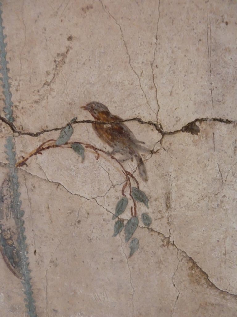Stabiae, Villa Arianna, September 2015. 
Room 12, detail of painted bird decoration from north wall in north-east corner.