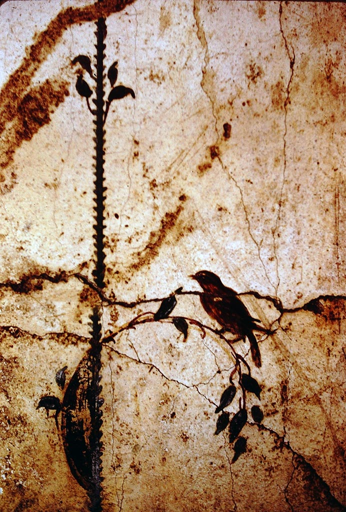 Stabiae, Villa of Arianna, 1968, 
Room 12, north wall in north-east corner detail of wall painting of a bird. Photo by Stanley A. Jashemski
Source: The Wilhelmina and Stanley A. Jashemski archive in the University of Maryland Library, Special Collections (See collection page) and made available under the Creative Commons Attribution-Non Commercial License v.4. See Licence and use details.
Jmis0086