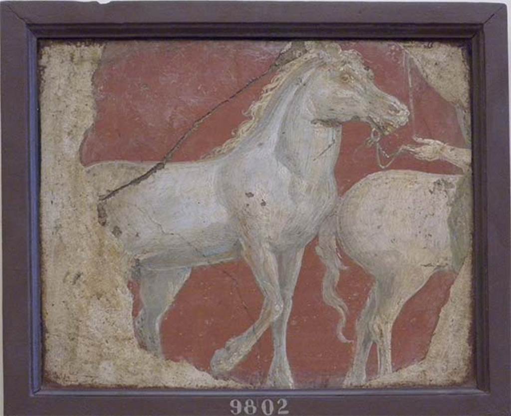 Stabiae, Villa Arianna, found 19 September 1761. Atrium, fragment of wall painting of two horses.
Now in Naples Archaeological Museum. Inventory number 9802. 
See Sampaolo V. and Bragantini I., Eds, 2009. La Pittura Pompeiana. Electa: Verona, p. 447.