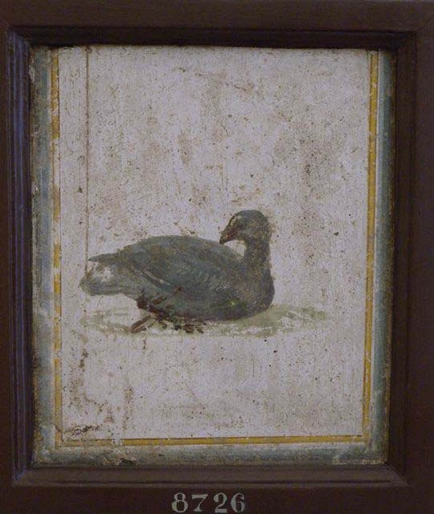 Stabiae, Villa Arianna, found 22nd July 1758. Room W.15. Painting of bird.
Now in Naples Archaeological Museum. Inventory number 8726.
See Pagano, M. and Prisciandaro, R., 2006. Studio sulle provenienze degli oggetti rinvenuti negli scavi borbonici del regno di Napoli.  Naples: Nicola Longobardi, p. 242. 
See Sampaolo V. and Bragantini I., Eds, 2009. La Pittura Pompeiana. Electa: Verona, p. 490.
