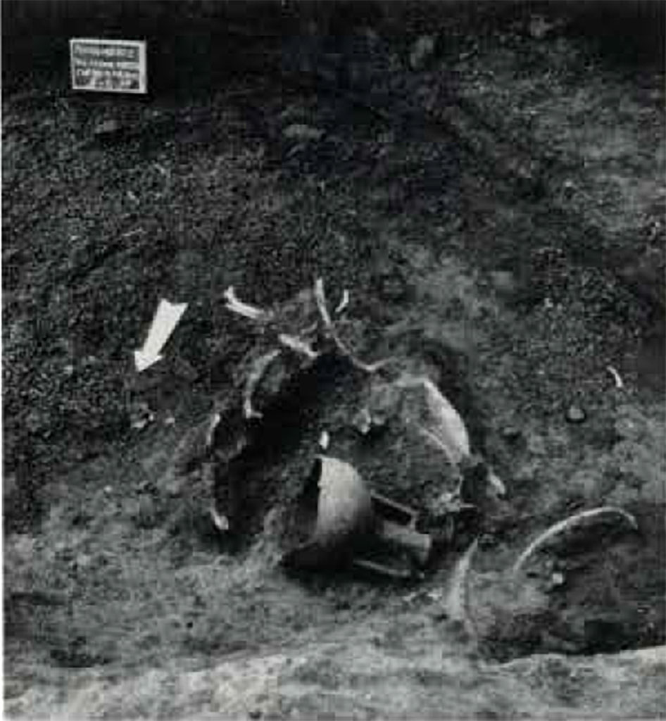 Boscoreale, Villa rustica in via Casone Grotta, proprietà Risi di Prisco. Partial bovine remains.
See Rivista di Studi Pompeani III 1989 p. 247-8, fig. 24.