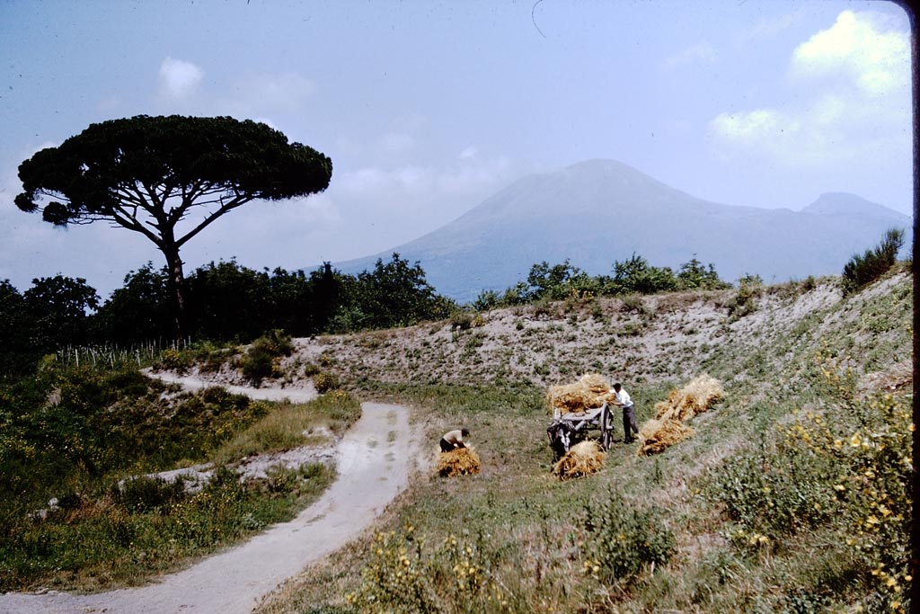 Looking north to Vesuvius from near Pompeii. 1964. Photo by Stanley A. Jashemski.
Source: The Wilhelmina and Stanley A. Jashemski archive in the University of Maryland Library, Special Collections (See collection page) and made available under the Creative Commons Attribution-Non-commercial License v.4. See Licence and use details.
J64f1625